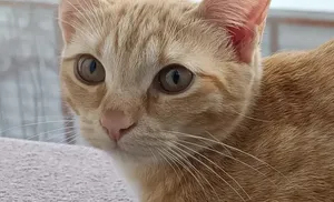 Окружной центр ветеринарии подвел итоги ежемесячной акции «Пушистая перепись»