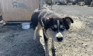 Наводившую ужас на салехардцев собаку приютили и дали шанс исправиться