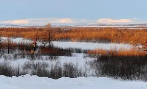На Ямале приступили к инвентаризации охотничьих ресурсов