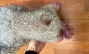 В Салехарде хозяйка огромной собаки не смогла унять питомца