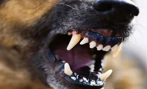 Десятилетний салехардец получит компенсацию за укус домашней собаки