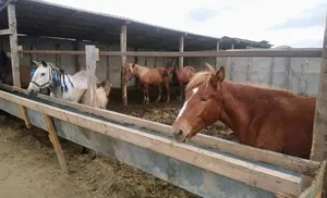 В столице Ямала праздновали День приобской лошади