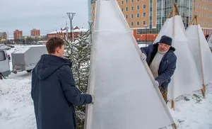 Ели под колпаком. Чтобы северное солнце не опалило хвою