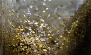 В этом году водоемы Ямала пополнят порядка 14 миллионов экземпляров ценных видов рыб