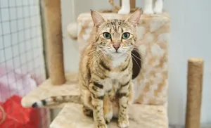 На Ямале стартовала региональная благотворительная акция помощи бездомным животным «ЛапУсик»