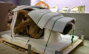 Мамонт Тадибе вернулся домой: уникальный экспонат в музее Салехарда