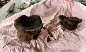 Таинственные знаки прошлого. Археологи нашли зуб древнего человека