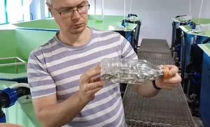 На Ямале внедряют инновационный метод отслеживания муксуна - по рисунку чешуи