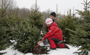Больше полутора тысяч хвойных деревьев приобрели ямальцы к новогодним праздникам