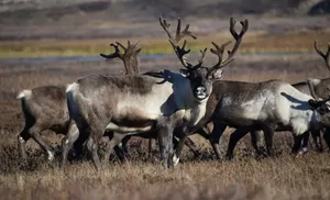 С начала года на Ямале более полумиллиона северных оленей получили вакцину против сибирской язвы
