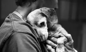 Нерадивых владельцев животных привлекут к ответственности