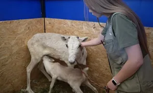 Северные олени, подаренные Президенту ямальской четой Пяк, прибыли в Великий Устюг