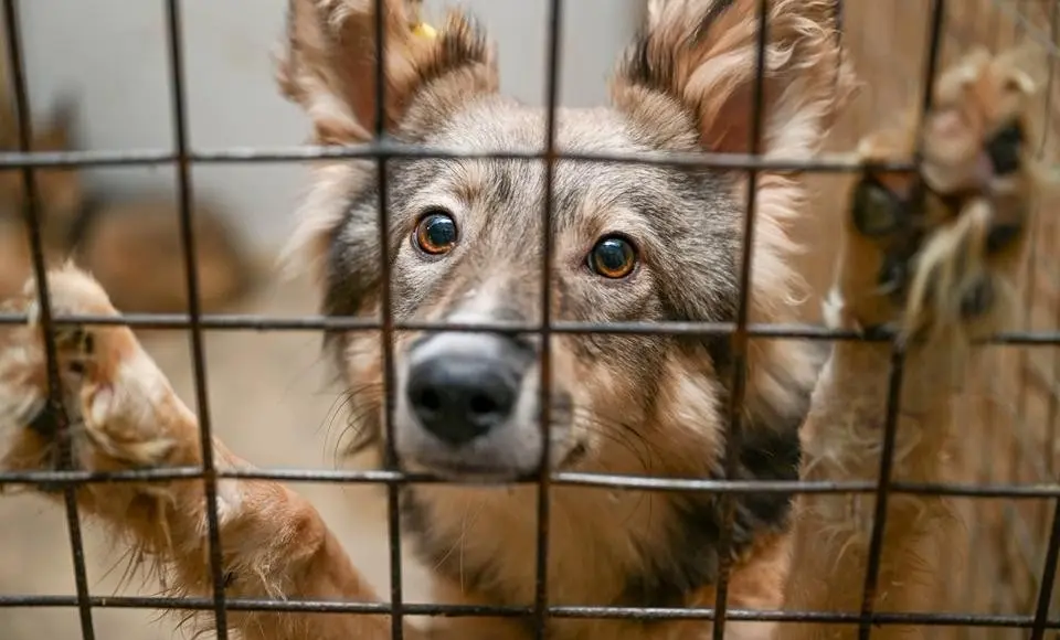 Приюты для животных проведут День открытых дверей 31 июля