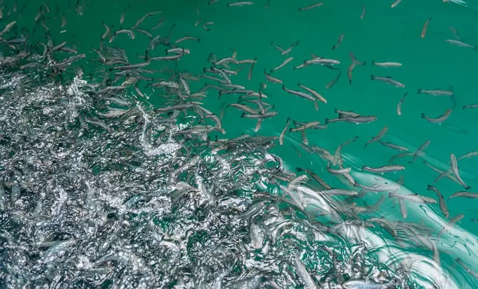 13 миллионов мальков муксуна пополнят реки Ямала в этом году