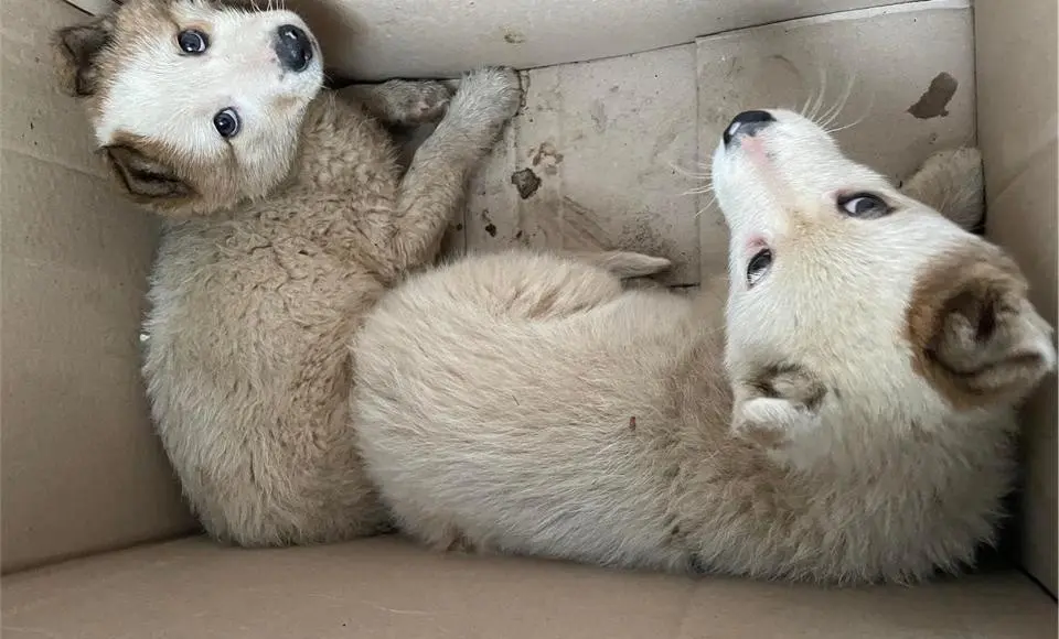 Ветеринары Салехарда ищут хозяев для подброшенных щенков