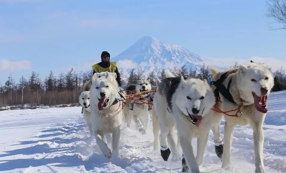 В этом году ямальскую трассу оценят опытные каюры