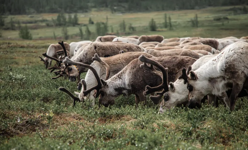 Авторы видео о путешествиях по туристическим маршрутам Ямала могут получить до 4 миллионов рублей