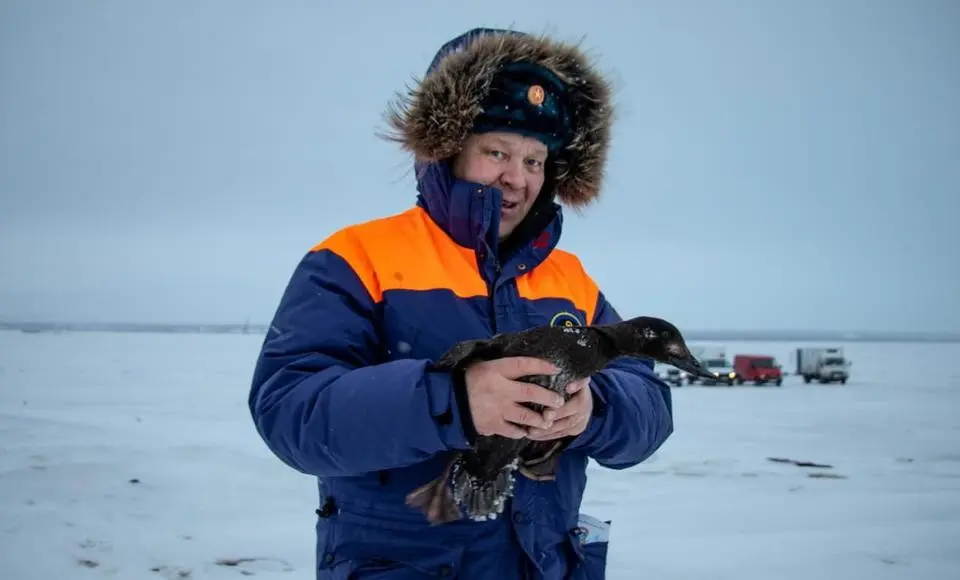 Ямальская «серая шейка» оказалась в руках спасателей