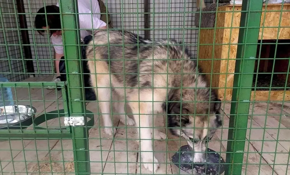 Пёс ничей? Заяви на отлов. Время отработки звонков сократилось