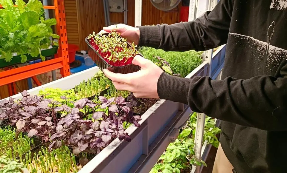 На Ямале определены победители гранта «Агростартап»