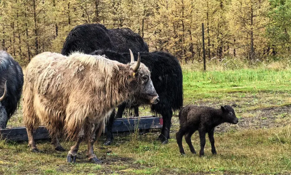 В природном парке "Ингилор" яки дали первое потомство