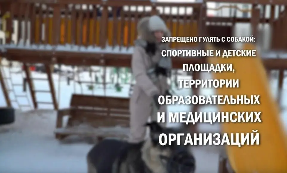 Правила выгула собак