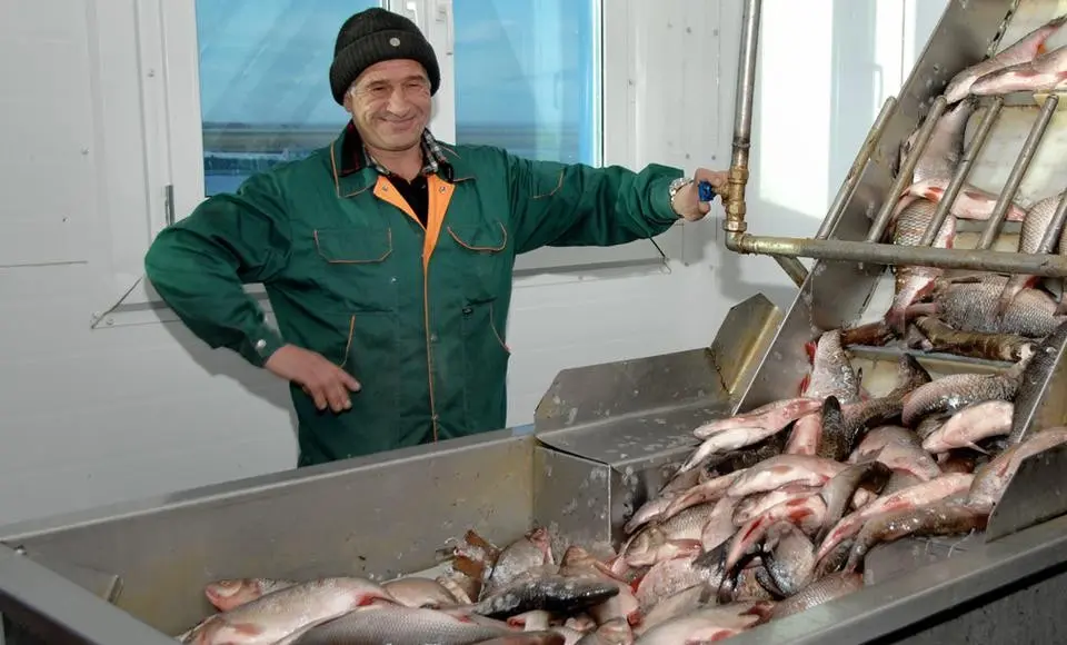 Объем государственной поддержки на переработку рыбного сырья будет увеличен