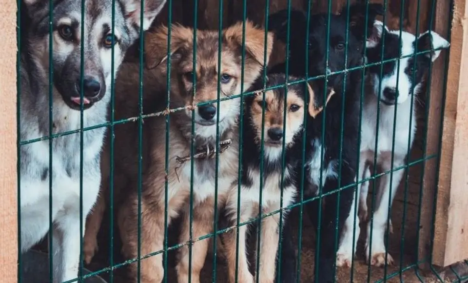 Общественная палата Ямала приглашает салехардцев присоединиться к  благотворительной акции «Zoo Сумка»