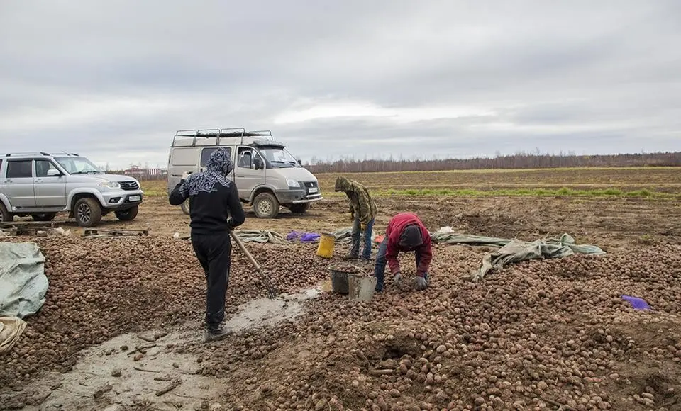 Учёные исследуют северные почвы и обновляют семенные запасы