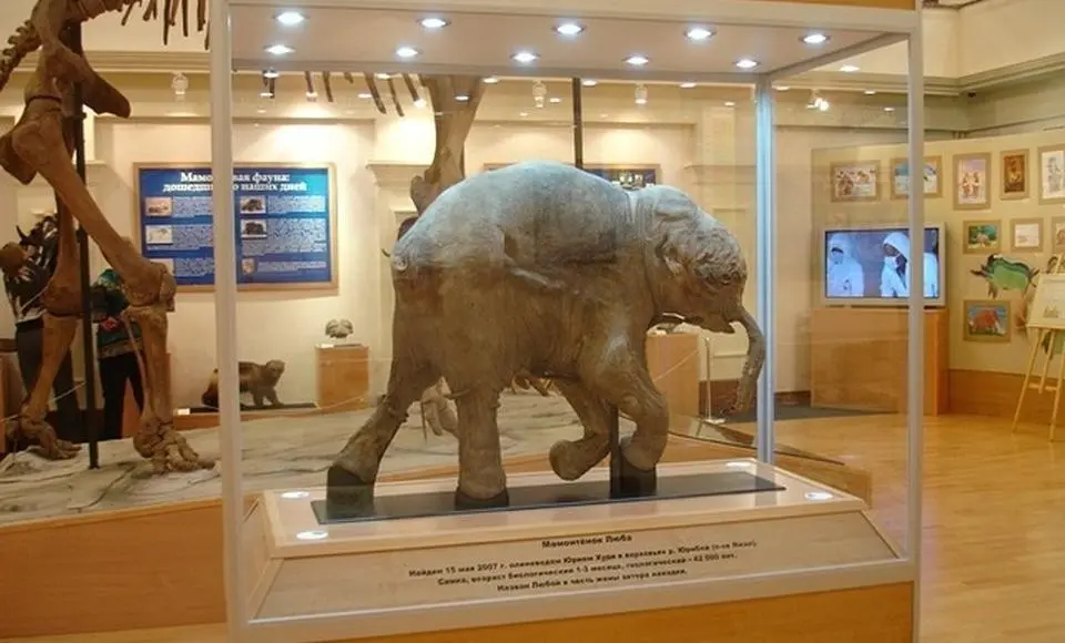 В главном музее Ямала создадут тактильную копию мамонтенка Любы