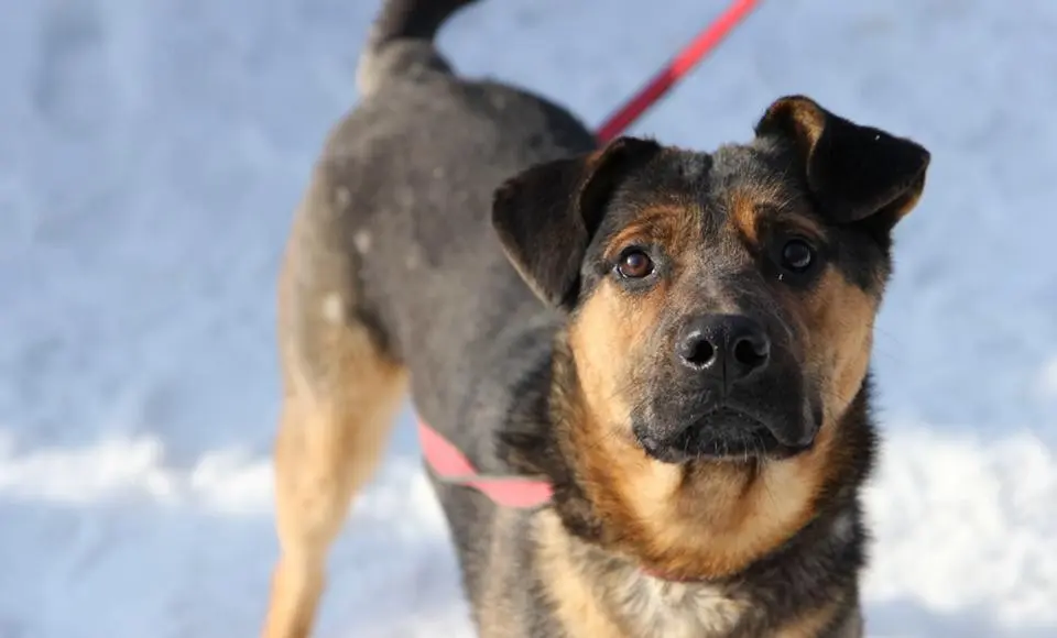 Правительство Ямала утвердило правила содержания и выгула домашних животных