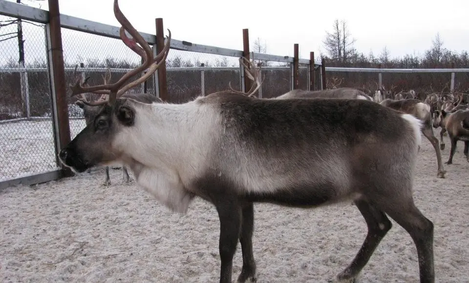 Методику оценки племенной ценности оленей разработают на Ямале