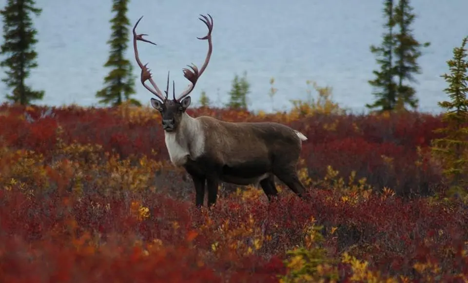 Леса, реки и озёра под особой охраной