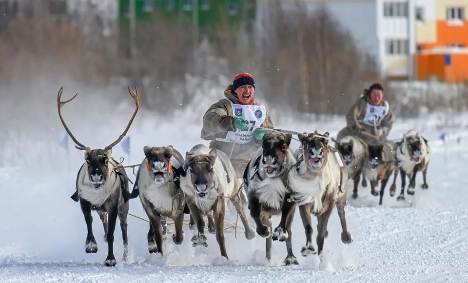 Новации и инновации ожидают гостей Салехарда в День оленевода