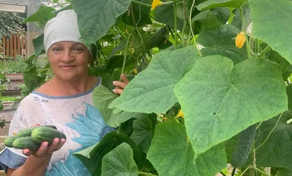 Ах, огурцы, огурцы!