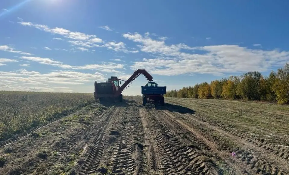 Аграрии Салехарда приступили к уборке урожая картофеля
