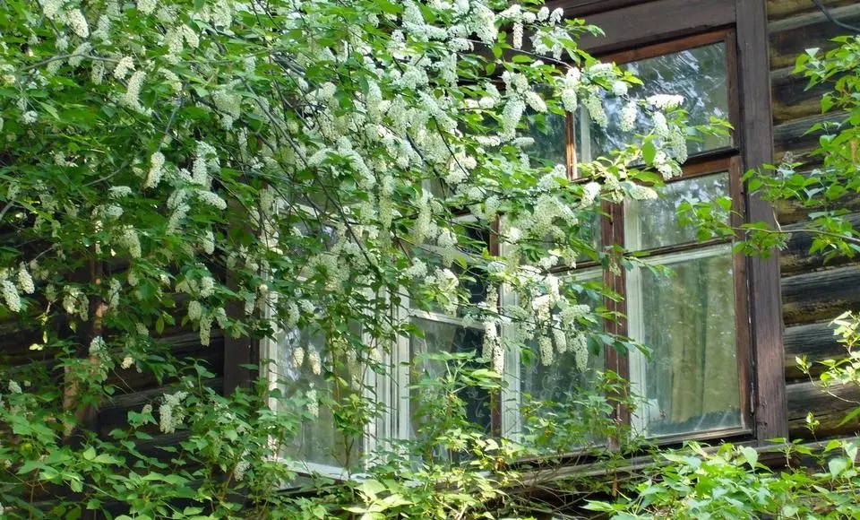 Если деревья разрослись. Вопрос  –  ответ