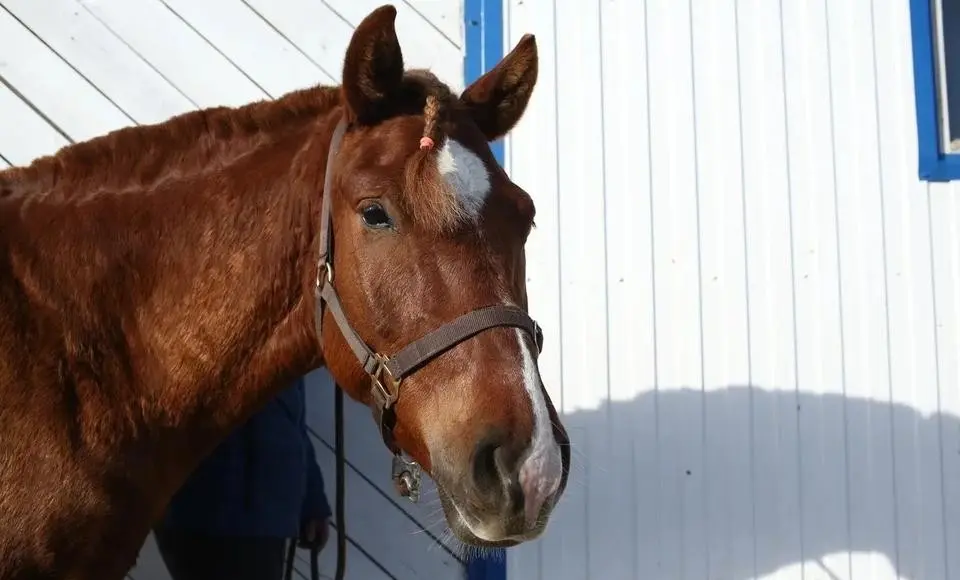 Приобская кобылка Венера стала чемпионкой породы на виртуальной выставке «Краса аборигенов 2022»