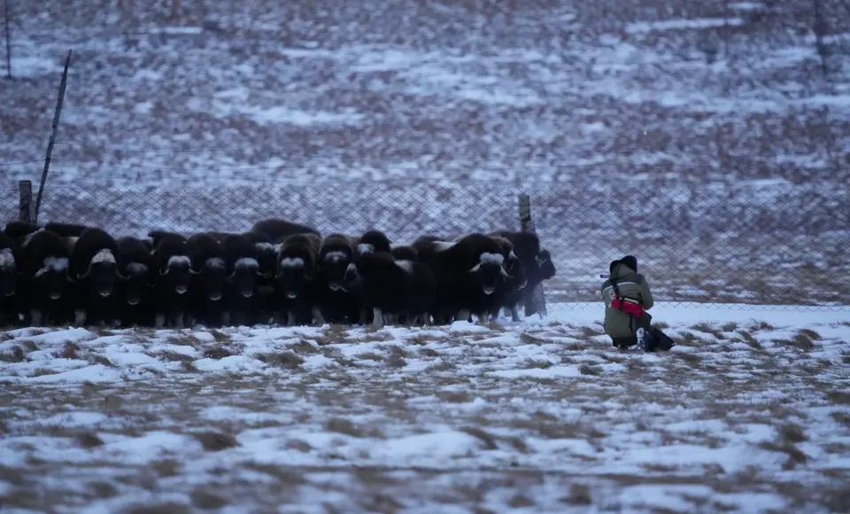 Ямальские овцебыки отправятся в Пермь