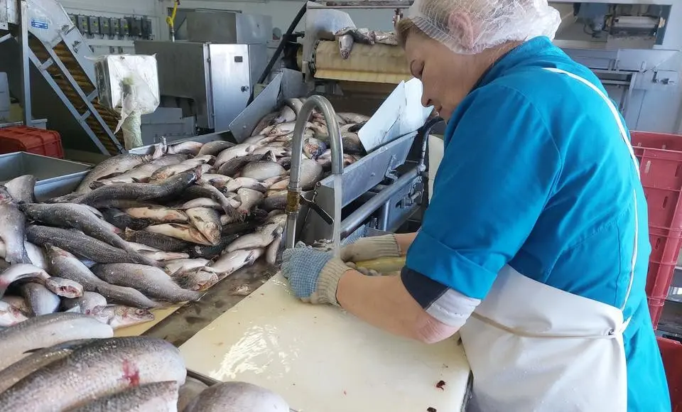 Рыба просится на стол. Салехардский завод работает по плану