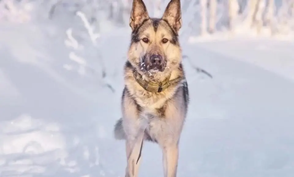 4 мая в приютах округа пройдет день открытых дверей