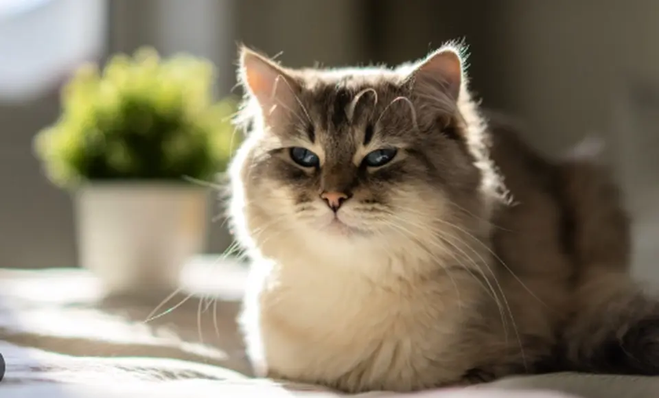 В рамках акции «Мой кот» в ямальских приютах 72 кошки обрели заботливых попечителей, причем 26 из них — новых владельцев