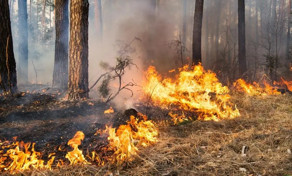 На территории Ямала действуют 12 очагов природных пожаров