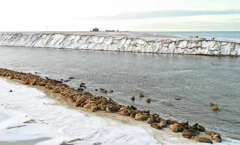 Следующий год на Ямале будет годом экологии