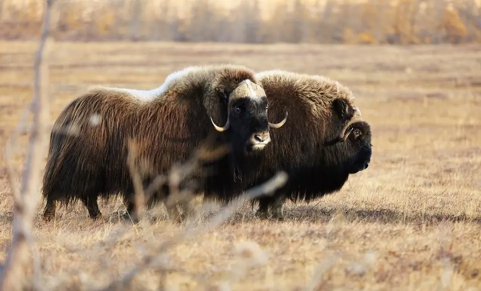 Добровольцы помогут реконструировать вольер для овцебыков