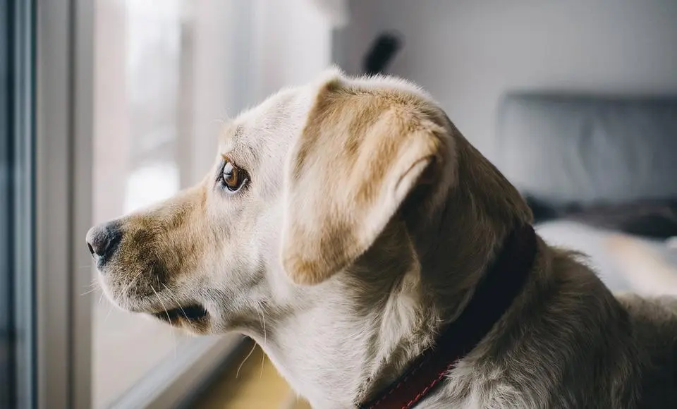 Пристроить питомца на время службы помогут на «горячей линии»