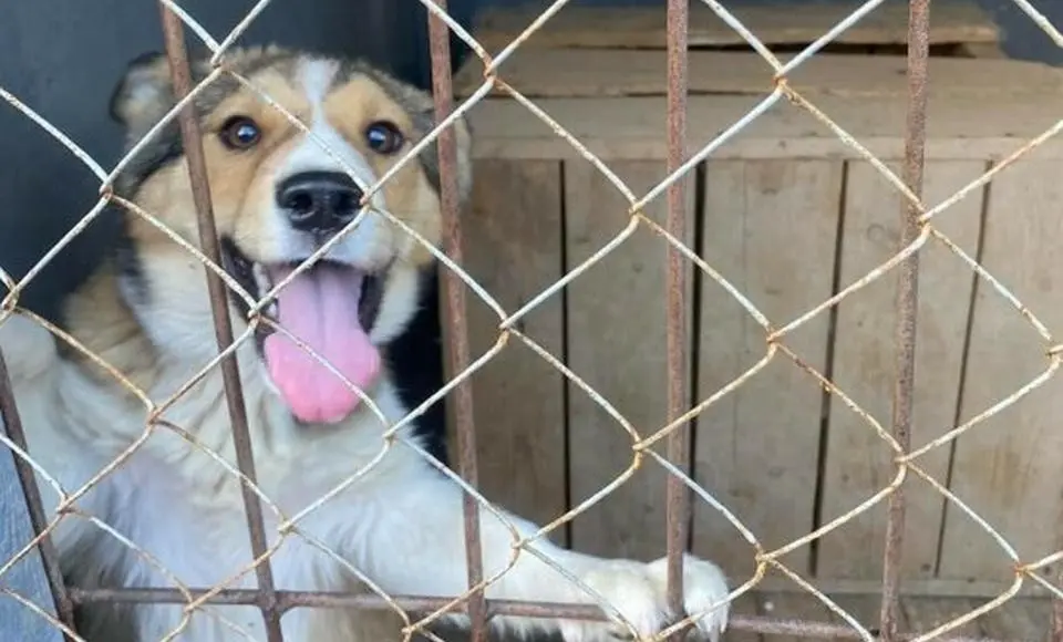 «Питомцы Ямала» появились в Сети