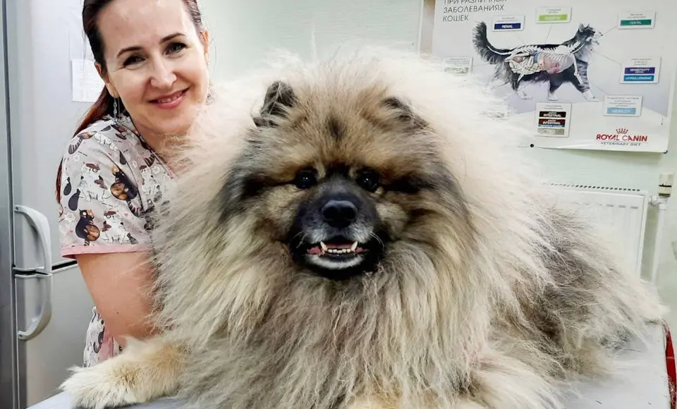 С 11 ноября в ямальских ветеринарных клиниках стартует акция «Пушистый холостяк»