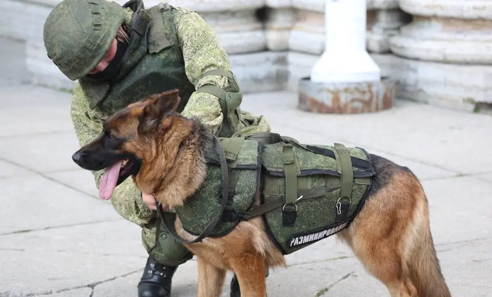 Салехардский приют животных объявил сбор средств для служебных собак в зоне СВО