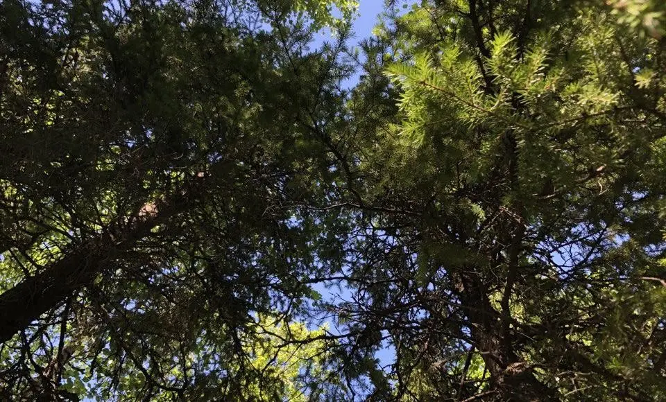 На территории Ямальского лесничества действует особый противопожарный режим